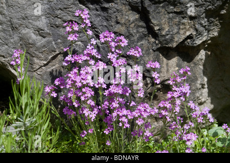 Fairy Foxglove or Starflower (Erinus alpinus) Stock Photo