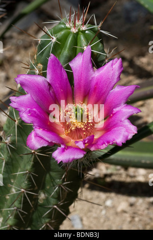 Cactus (Echinocereus enneacanthus), flowering Stock Photo