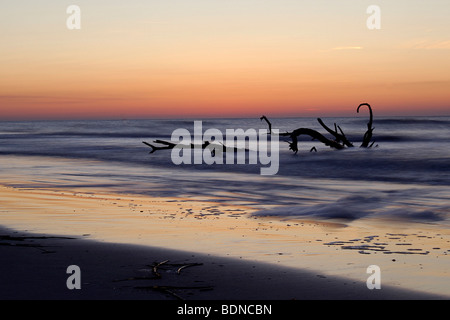 Driftwood in the ocean at sunrise on the North Carolina Coast in the Outer Banks Stock Photo