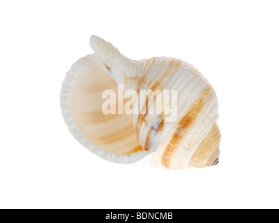 Sea Shell Stock Photo