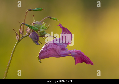Small Balsam (Impatiens parviflora), flower and fruit. Stock Photo