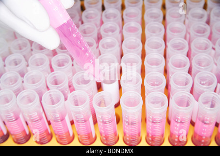 Lab worker adding violet liquid to test tubes Stock Photo