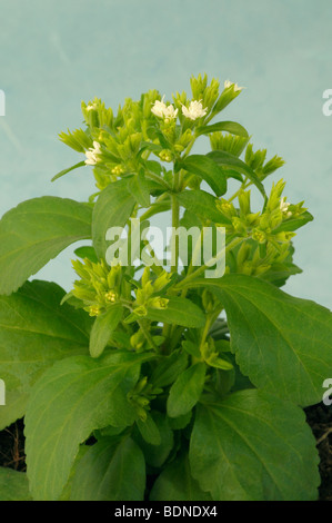 Stevia, Sweet Leaf Of Paraguay (Stevia rebaudiana). Flowering, potted plant. Stock Photo
