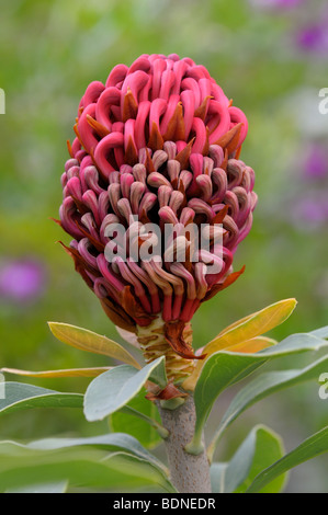 New South Wales Waratah (Telopea speciosissima), inflorescence Stock Photo