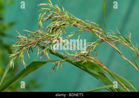 Lemon Grass, Citronella Grass (Cymbopogon citratus, Andropogon citratus), flowering. Stock Photo