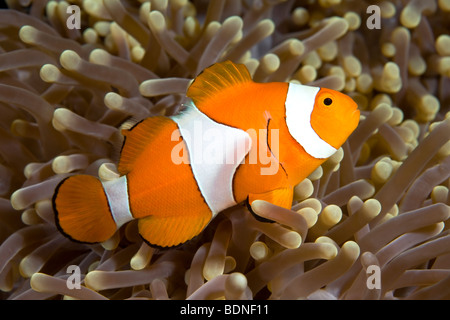 A clown anemonefish, Amphiprion percula, living in a giant sea anemone, Heteractis magnifica. Stock Photo