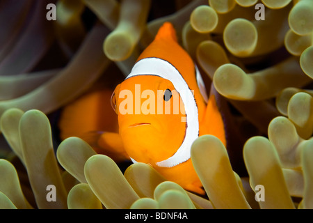 A clown anemonefish, Amphiprion percula, living in a giant sea anemone, Heteractis magnifica. Stock Photo