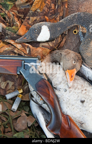 Goose Weaponry A Greylag Goose photographed with a goose decoy and a shotgun Stock ...