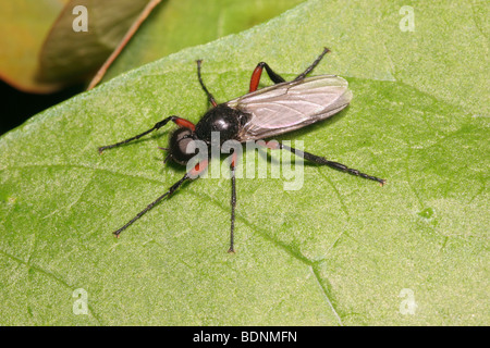 A St Mark's fly (Bibio pomonae : Bibionidae) male, UK. Stock Photo