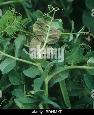 Downy mildew (Peronospora pisi) mycelium on pea leaf underside Stock Photo