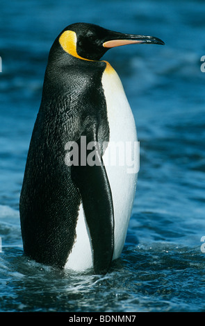Emperor Penguin in water Stock Photo