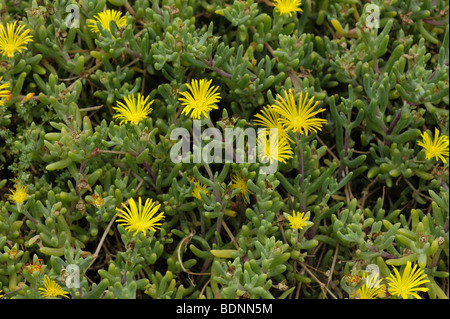An ice plant Lampranthus citrinus in flower on Madeira
