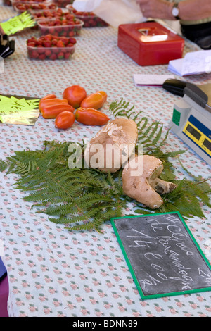 Large wild mushrooms or cepes on a table at a French market with tomatoes and strawberries in the background Stock Photo