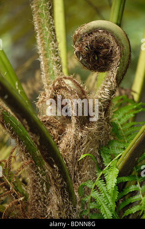 Young fronds of an Australian tree fern (Dicksonia antarctica) unfurling, Madeira Stock Photo