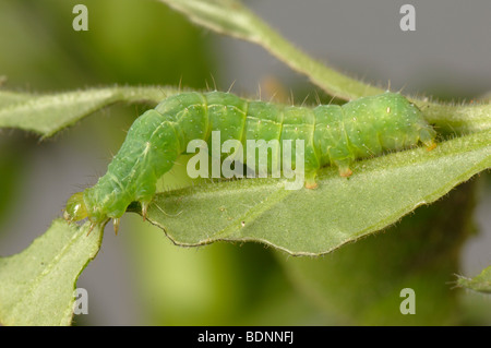 Silver Y moth Autographa gamma caterpillar & damage to a zonal ...