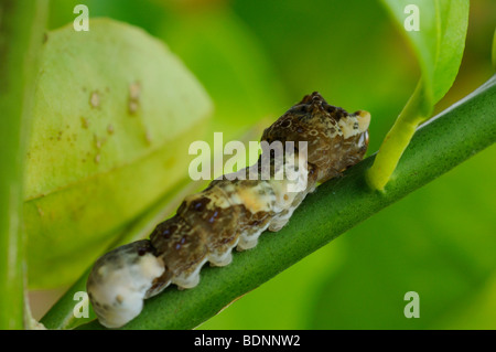 Papilio cresphontes - Giant swallowtail caterpillar on orange tree Stock Photo