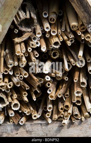 Hollow plant stalks stacked to make an insect or mini-beast refuge Kent UK Stock Photo