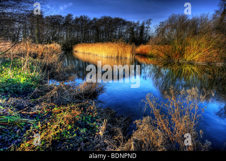 View up stream of the inlet to tonge mill pond with a reed bed in the foreground and clear blue sky as a backdrop Stock Photo