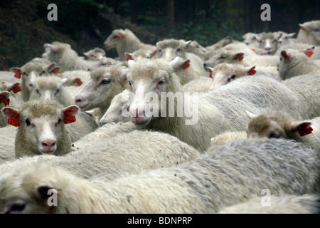 Sheep are driven along a rainy road in the Jotunheimen National Park, Oppland, Norway, Scandinavia, North Europe. Stock Photo