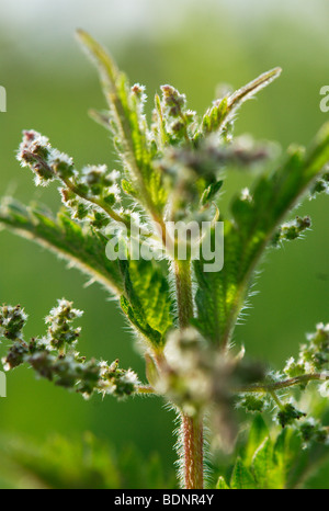 Common stinging nettle, urtica dioica Stock Photo
