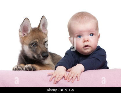 Portrait of baby boy with Young European wolf in front of white background, studio shot Stock Photo