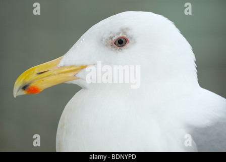 Portrait of a Glaucous-Winged Gull Stock Photo
