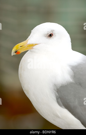 Portrait of a Glaucous-Winged Gull Stock Photo