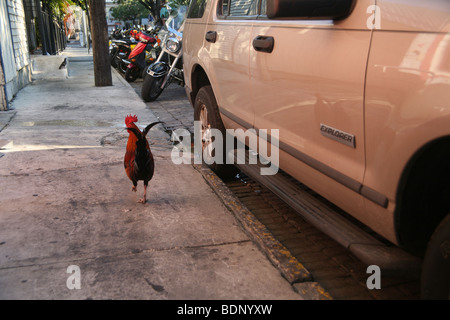 Rooster in Key West, Florida. Wild roosters and chickens are commonly seen throughout the island. Stock Photo