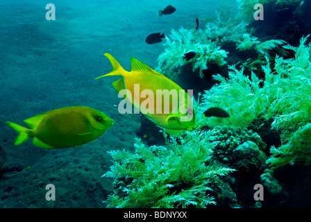 At the wreck of the Liberty, Blue-spotted Spinefoot (Siganus coral linus), Tulamben, Bali, Indonesia, Southeast Asia Stock Photo
