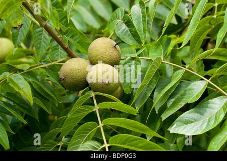 Black Walnut (Juglans nigra) fruit and leaves Stock Photo