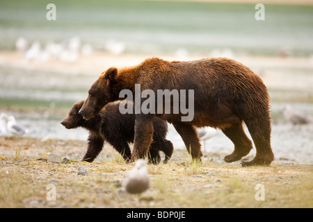 Grizzly bear sow walking with cub in Geographic Bay Katmai National Park Alaska Stock Photo