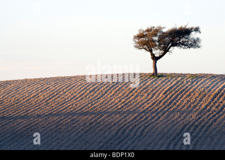 Holm oak on the top of a wheat field, Andalusia, Spain Stock Photo