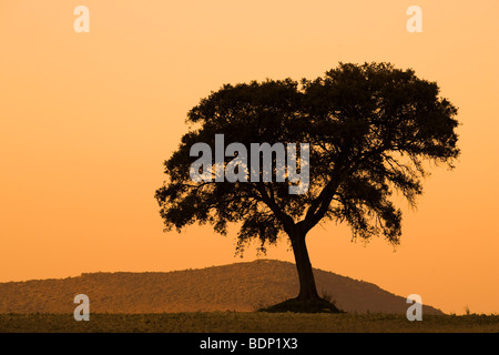 Silhoette of a holm oak on top of a hill, Andalusia, Spain Stock Photo
