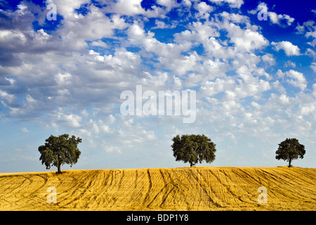 Holm oaks on the top of a hill, Spain Stock Photo