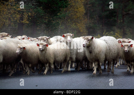 Sheep are driven along a rainy road in the Jotunheimen National Park, Oppland, Norway, Scandinavia, North Europe. Stock Photo