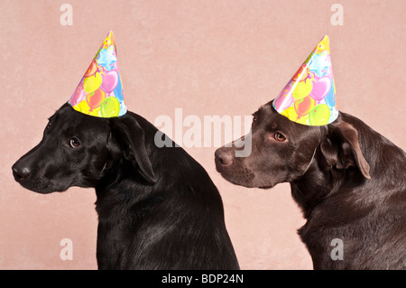 Two Labrador Retrievers wearing party hats Stock Photo