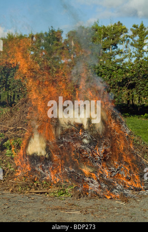 Kiwi fruit prunings burning in a bonfire Stock Photo