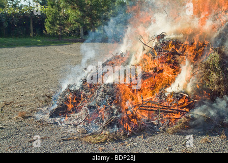 Kiwi fruit prunings burning in a bonfire Stock Photo