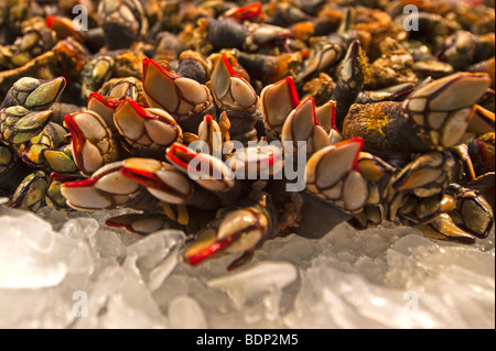 Barnacles for sale at a Spanish market Stock Photo