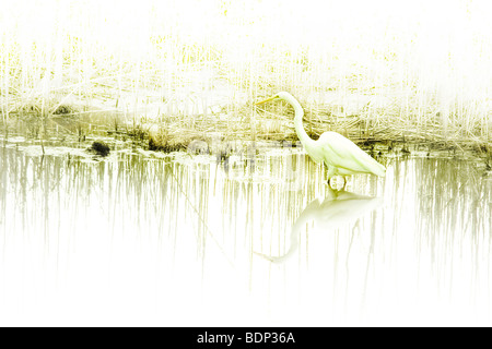 A white crane standing in shallow water Stock Photo