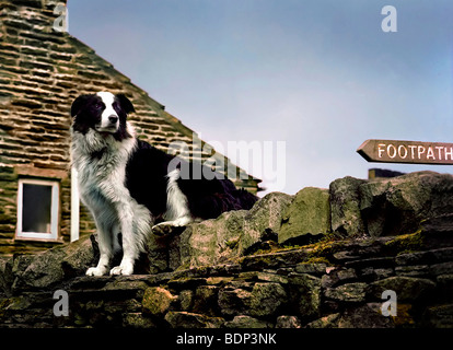 A black and white sheepdog sitting on a stone wall in England Stock Photo