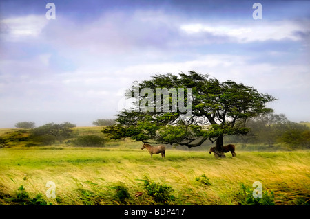 Two horses standing under a windswept tree in the countryside Stock Photo