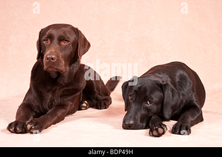 Two Labrador Retrievers Stock Photo