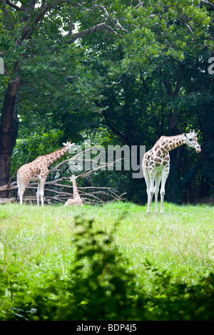 Giraffes at the Bronx Zoo in New York City Stock Photo