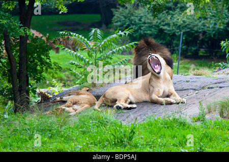 Yawning Lioness at the Bronx Zoo in New York, Stock Photo