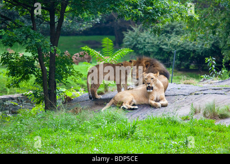 Family of lions at the Bronx Zoo in New York Stock Photo