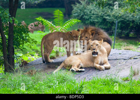 Family of lions at the Bronx Zoo in New York Stock Photo