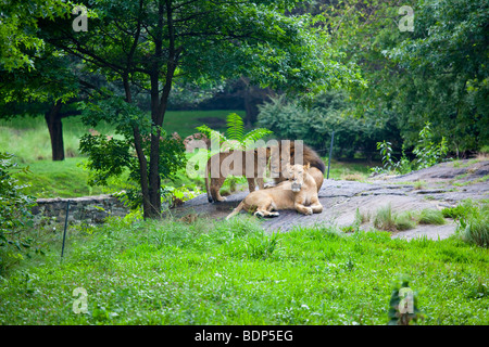 Family of lions at the Bronx Zoo in New York Stock Photo