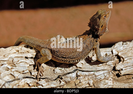 Bearded Dragon (Amphibolurus barbatus), Northern Territory, Australia Stock Photo