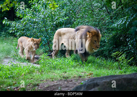 Lion and cub at the Bronx Zoo in New York Stock Photo